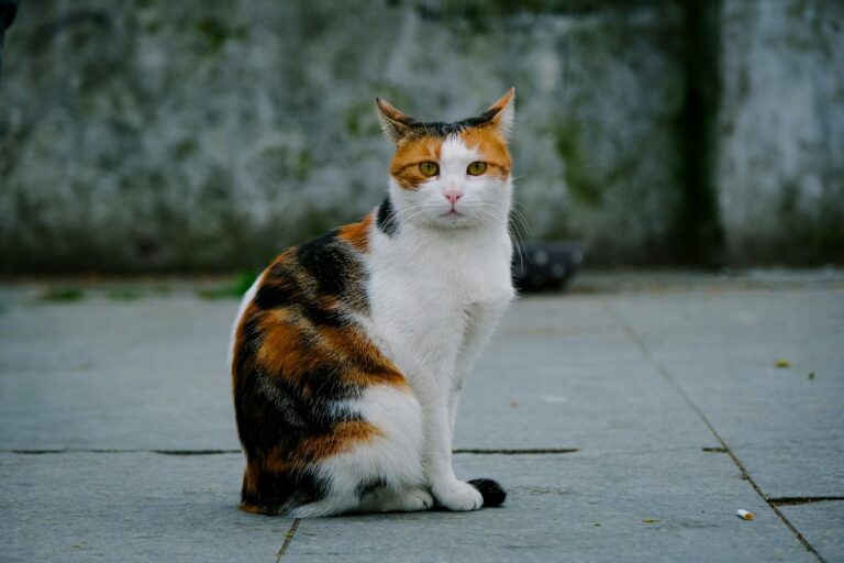 A calico cat sits quietly on an outdoor stone pavement, looking alert and calm.
