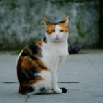 A calico cat sits quietly on an outdoor stone pavement, looking alert and calm.