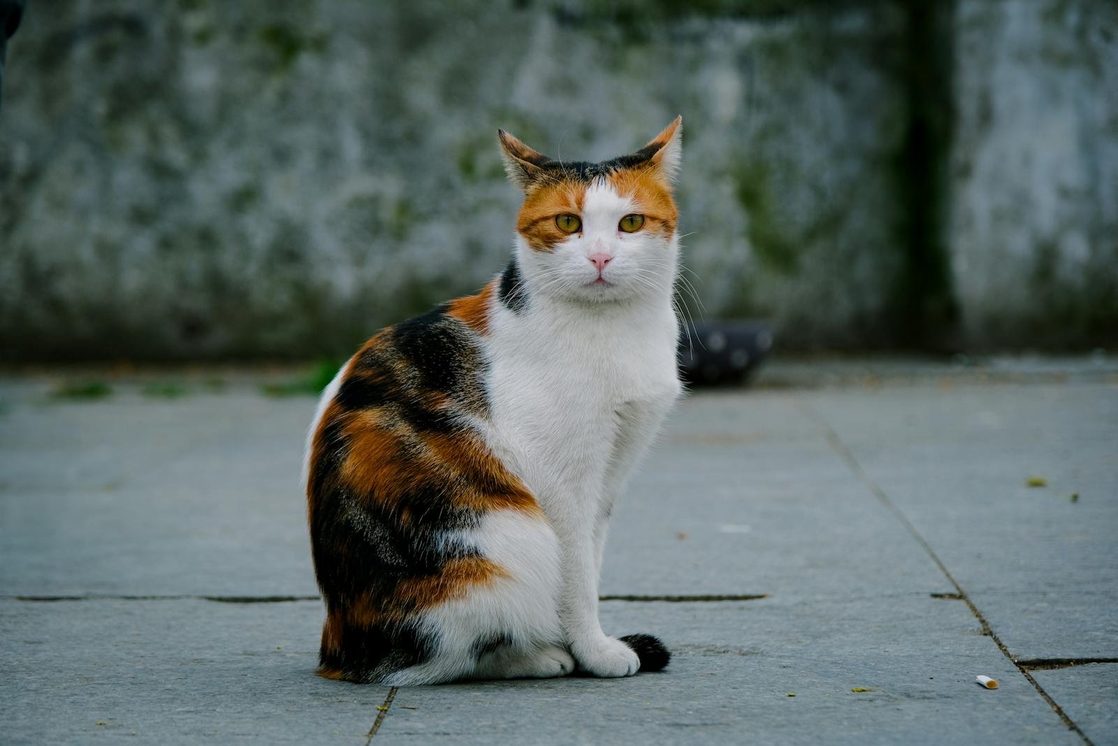 A calico cat sits quietly on an outdoor stone pavement, looking alert and calm.