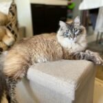 Charming Ragdoll cat relaxing on a beige ottoman in a cozy indoor setting.