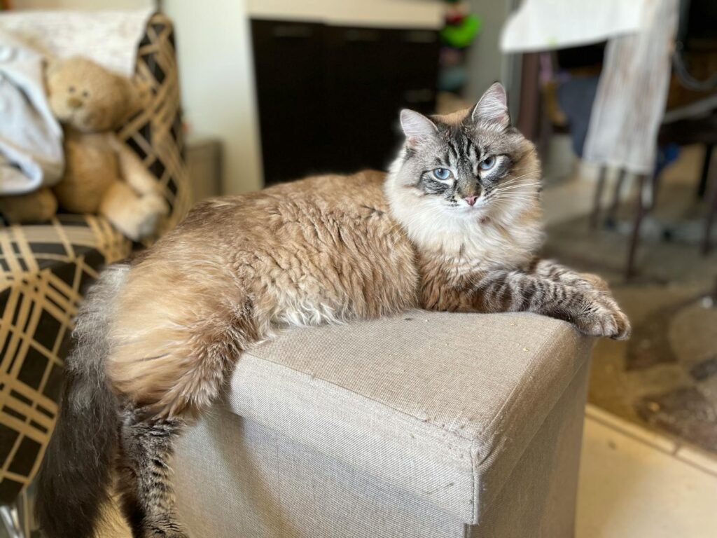 Charming Ragdoll cat relaxing on a beige ottoman in a cozy indoor setting.