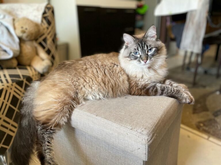 Charming Ragdoll cat relaxing on a beige ottoman in a cozy indoor setting.