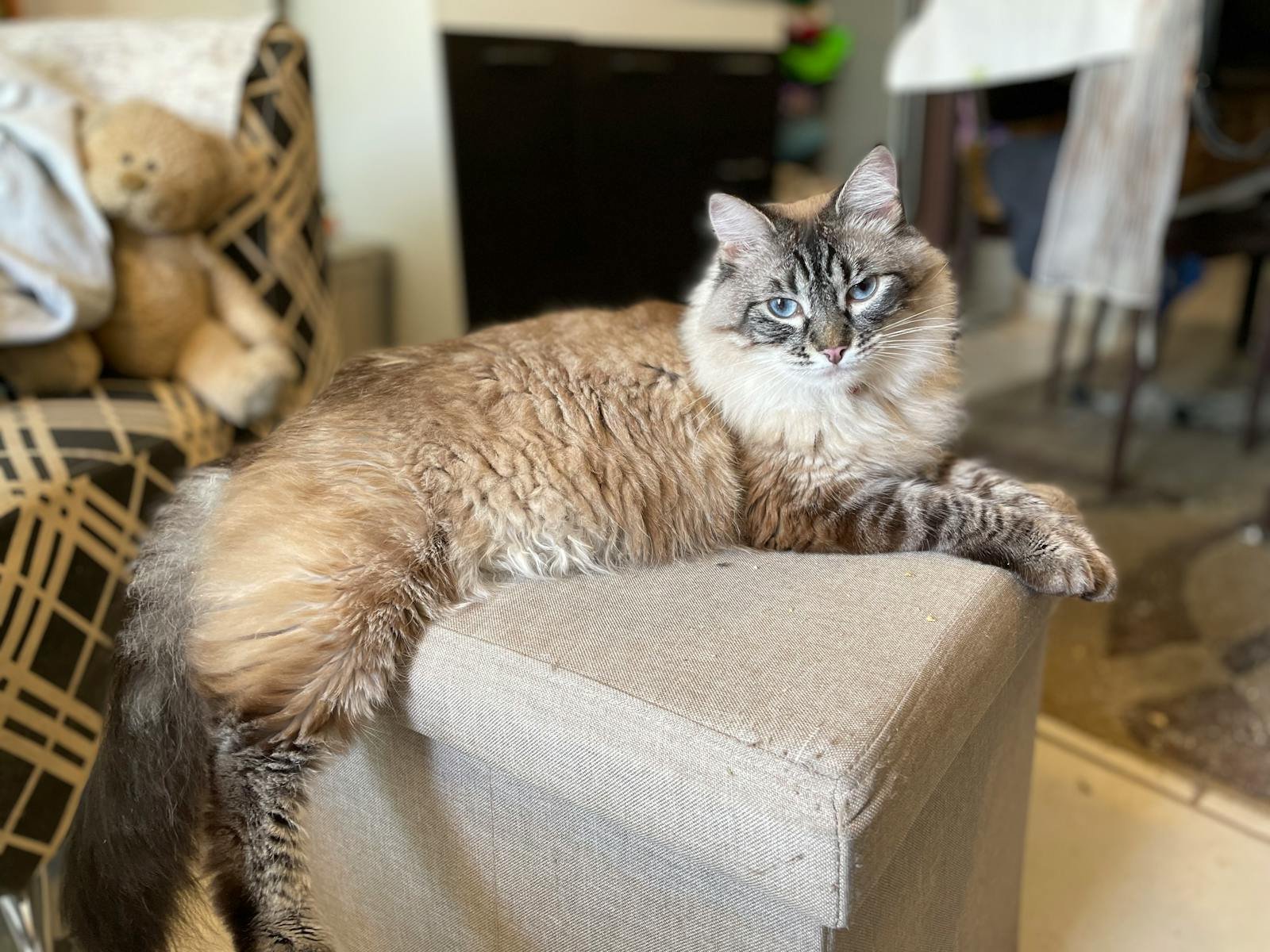 Charming Ragdoll cat relaxing on a beige ottoman in a cozy indoor setting.