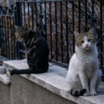 Two cats sitting on a stone wall near a metal fence in an urban alleyway setting.