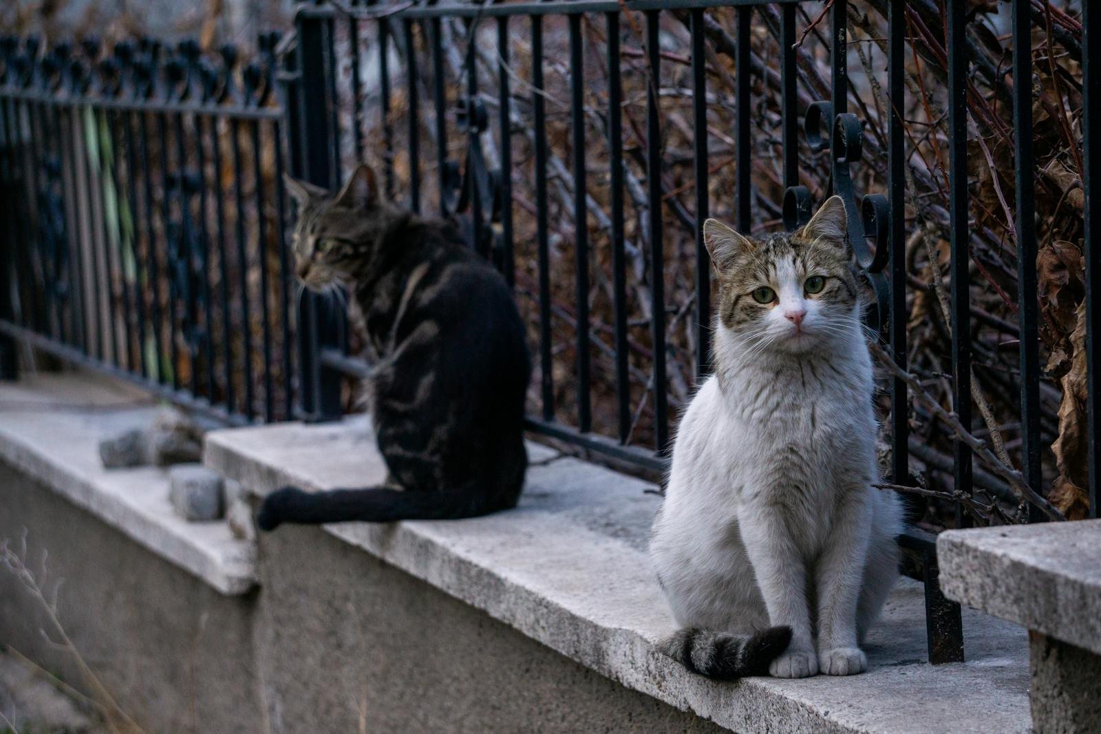 Two cats sitting on a stone wall near a metal fence in an urban alleyway setting.