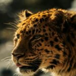 Free stock photo of 2025 wallpaper, 32k wallpaper, 4 k wallpaper