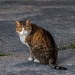 A tabby cat sitting on a sidewalk looking back outdoors. Ideal for pet and animal themes.