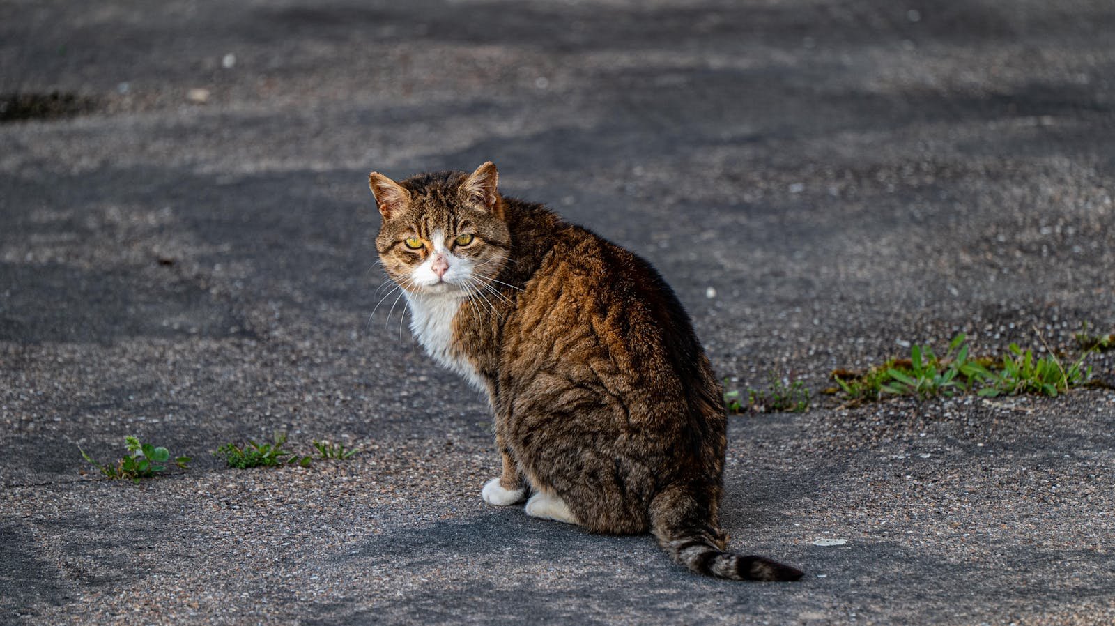 A tabby cat sitting on a sidewalk looking back outdoors. Ideal for pet and animal themes.