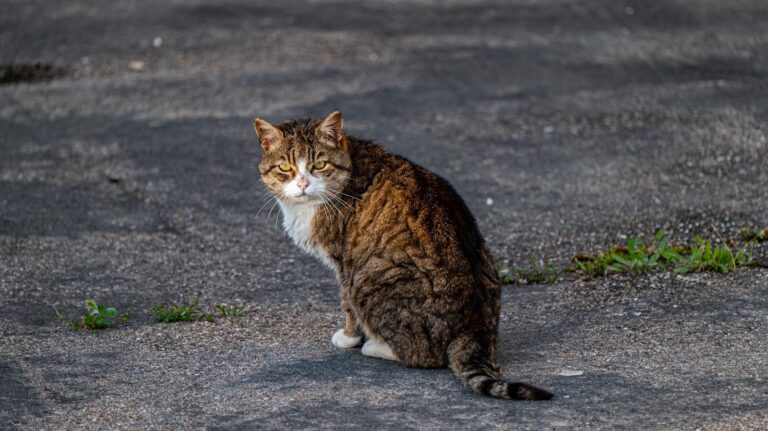 A tabby cat sitting on a sidewalk looking back outdoors. Ideal for pet and animal themes.