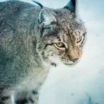 Intense gaze of a lynx in a snowy wilderness. Captivating portrait of this solitary predator.