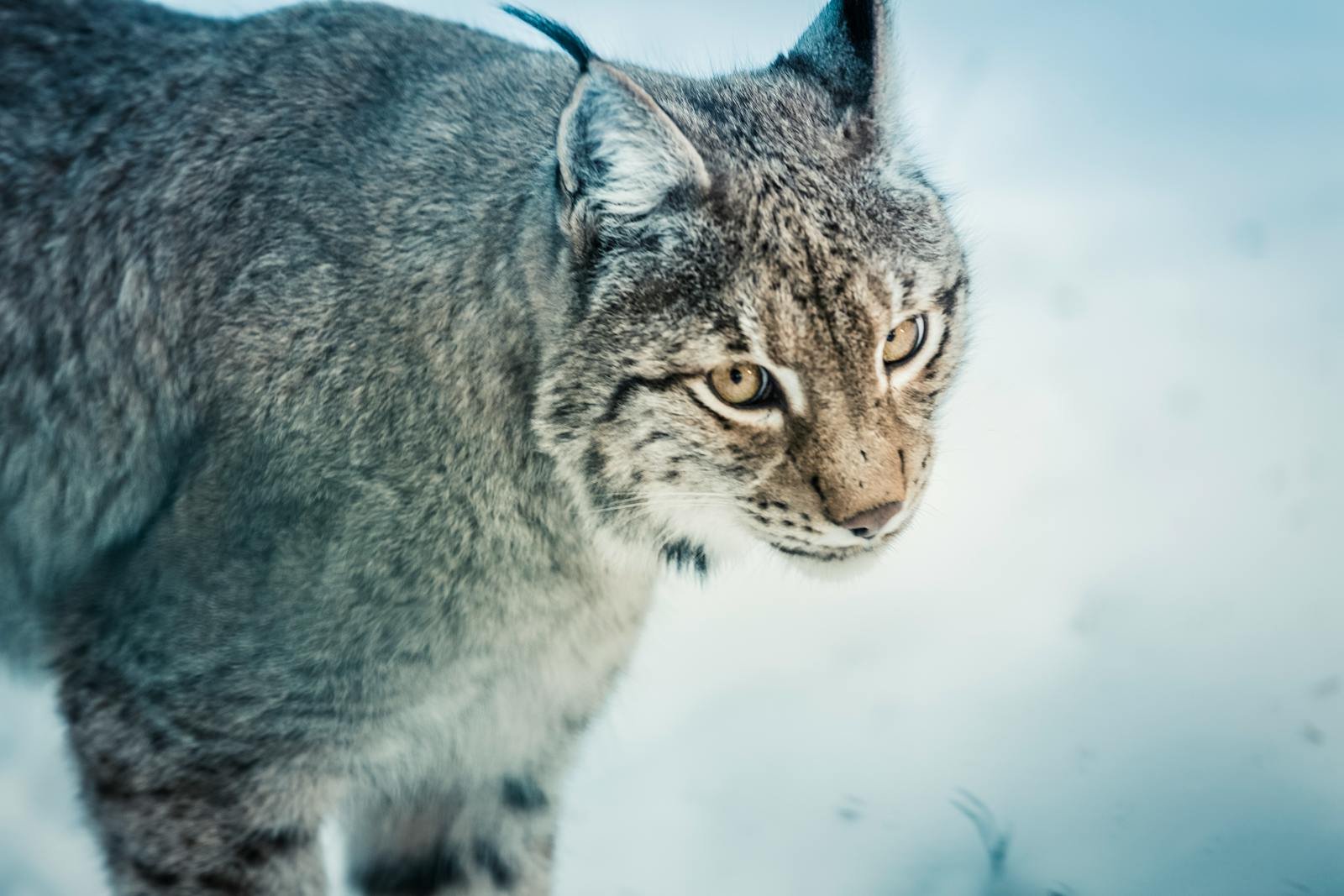 Intense gaze of a lynx in a snowy wilderness. Captivating portrait of this solitary predator.