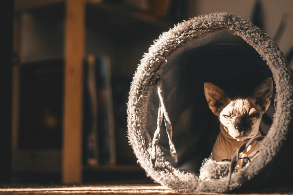 A Sphynx cat basks in sunlight inside a fluffy tunnel, capturing a moment of indoor tranquility.
