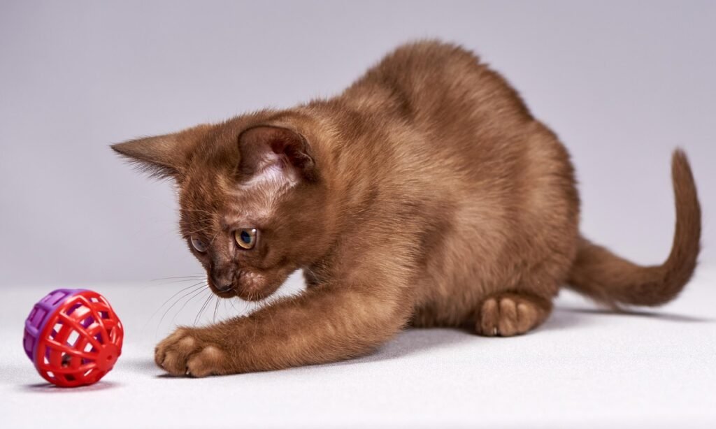 kitten, cat, cute, animals, small, mammals, young, pet, thoroughbred, breed burmese, animal, cat, cat, cat, cat, nature, cat