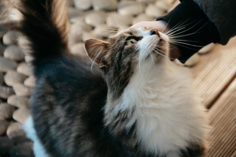 Close-up of a fluffy tuxedo cat enjoying a gentle petting from a person's hand.