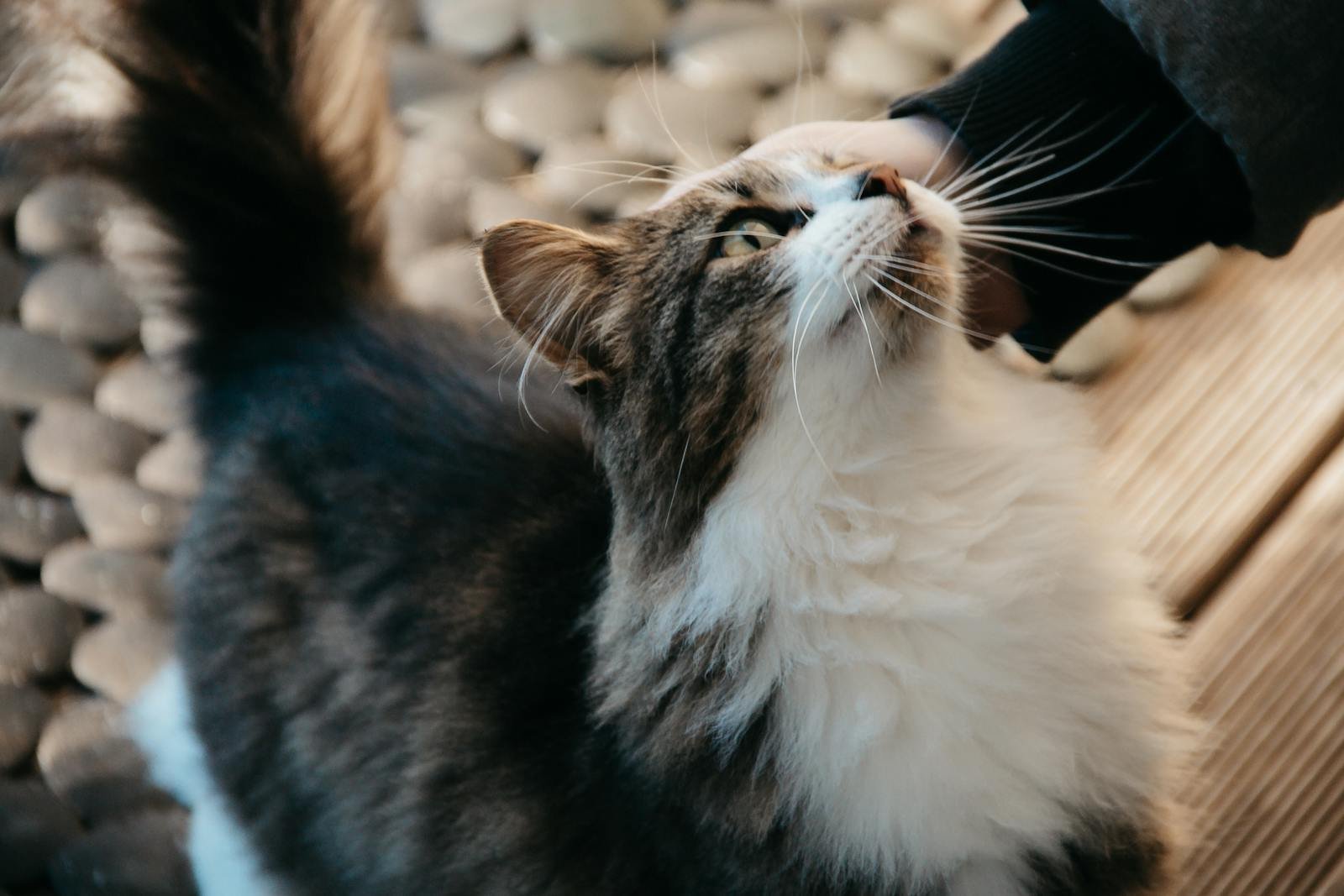 Close-up of a fluffy tuxedo cat enjoying a gentle petting from a person's hand.