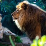7 Big Cat Species That Have Unique Hunting Calls