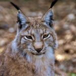 lynx, animal, big cat, fur, wild animal, carnivores, mammal, hunter, meadow, wildlife, animal photography, wildcat, animal world, predator, nature, eurasischer lynx, lynx, lynx, lynx, lynx, lynx