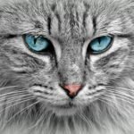 Stunning close-up of a grey cat with mesmerizing blue eyes, highlighting its fur and whiskers.