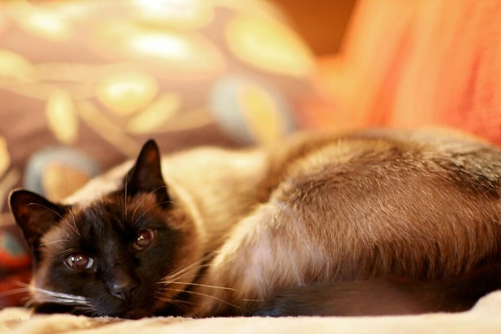 Close-up of a relaxed Siamese cat lying on a soft surface indoors, showcasing its beautiful fur and eyes.