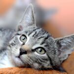 Unique Cat Statues