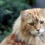 maine coon, pet, animal, cat, cat face, maine coon cat, maine coon, maine coon, maine coon, maine coon, maine coon
