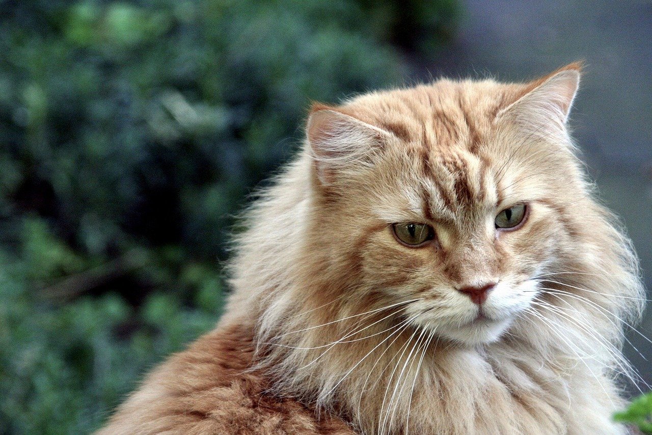 maine coon, pet, animal, cat, cat face, maine coon cat, maine coon, maine coon, maine coon, maine coon, maine coon