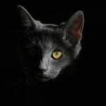 A captivating close-up of a gray cat with striking eyes in dramatic lighting.