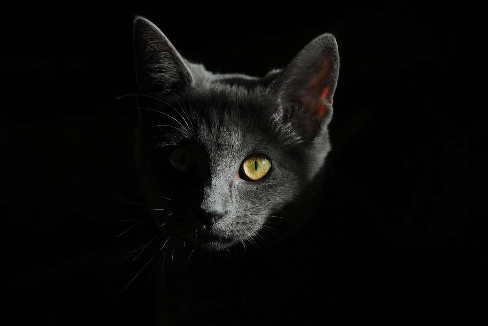 A captivating close-up of a gray cat with striking eyes in dramatic lighting.