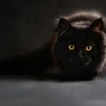 Close-up of a black cat with captivating yellow eyes, set against a dark background.