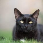 cat, pet, feline, black cat, animal, fur, kitty, domestic, domestic cat, cat portrait, animal world, cat, cat, black cat, black cat, black cat, black cat, nature, black cat