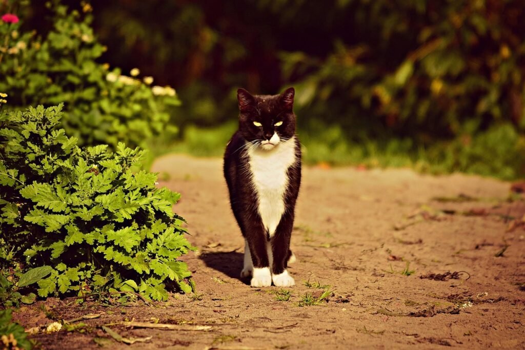 cat, nature, pet, feline, animal, fur, whiskers, kitty, mammal, domestic, domestic cat, cat portrait, animal world, cat, cat, cat, cat, cat