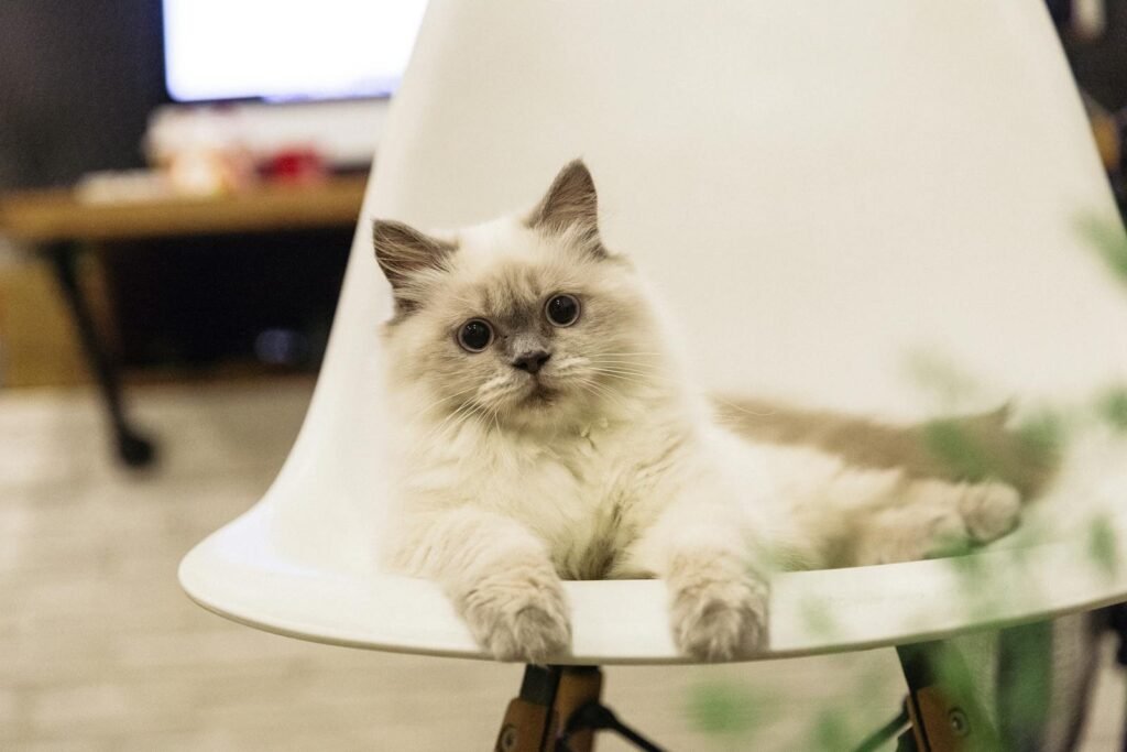 Cute ragdoll cat lounging comfortably on a modern white chair indoors.