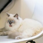 Adorable Ragdoll cat with blue eyes and fluffy fur, sticking out its tongue while lounging on a modern chair.