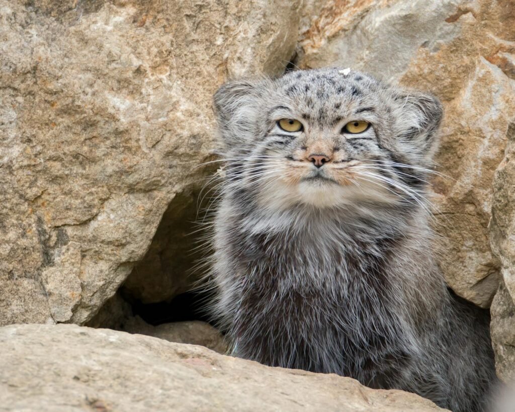 A Pallas's cat peering out from rocky terrain, showcasing its unique fur and whiskers.