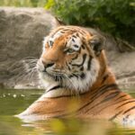 A stunning Bengal tiger enjoying a swim in its natural environment, showcasing its majestic beauty.