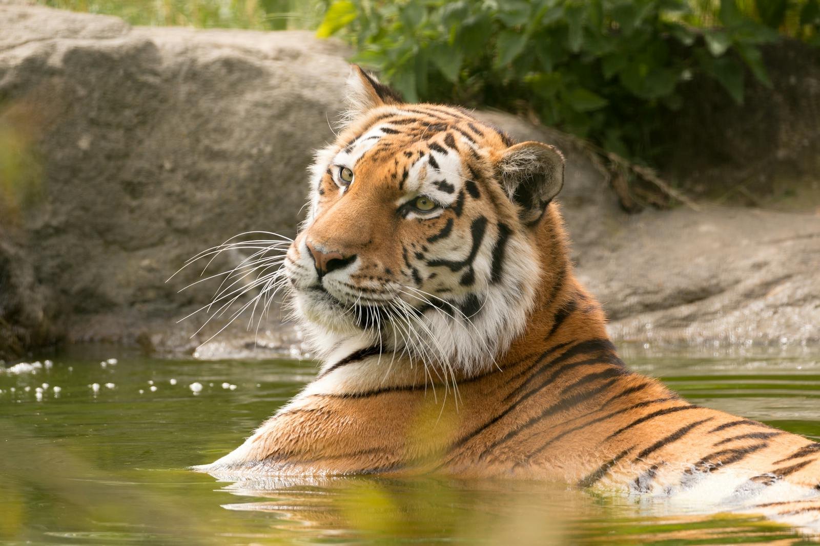 A stunning Bengal tiger enjoying a swim in its natural environment, showcasing its majestic beauty.