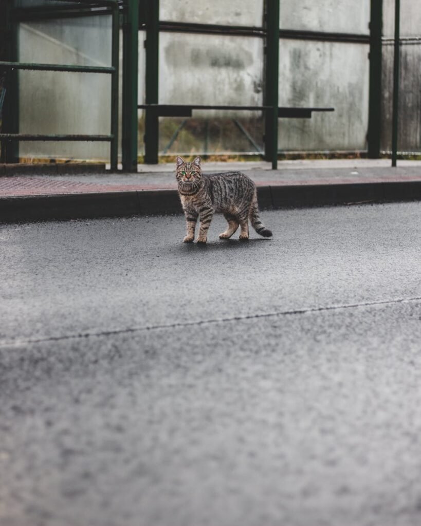 A street tabby cat on a rainy day in Liberec, Czechia with urban backdrop.