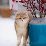 A cute tabby cat standing by a blue vase with red decorations on a snowy day.