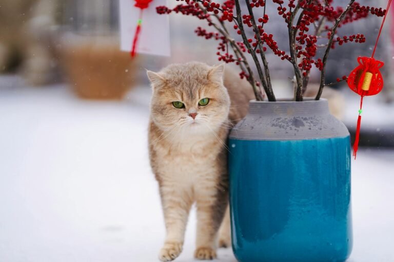 A cute tabby cat standing by a blue vase with red decorations on a snowy day.