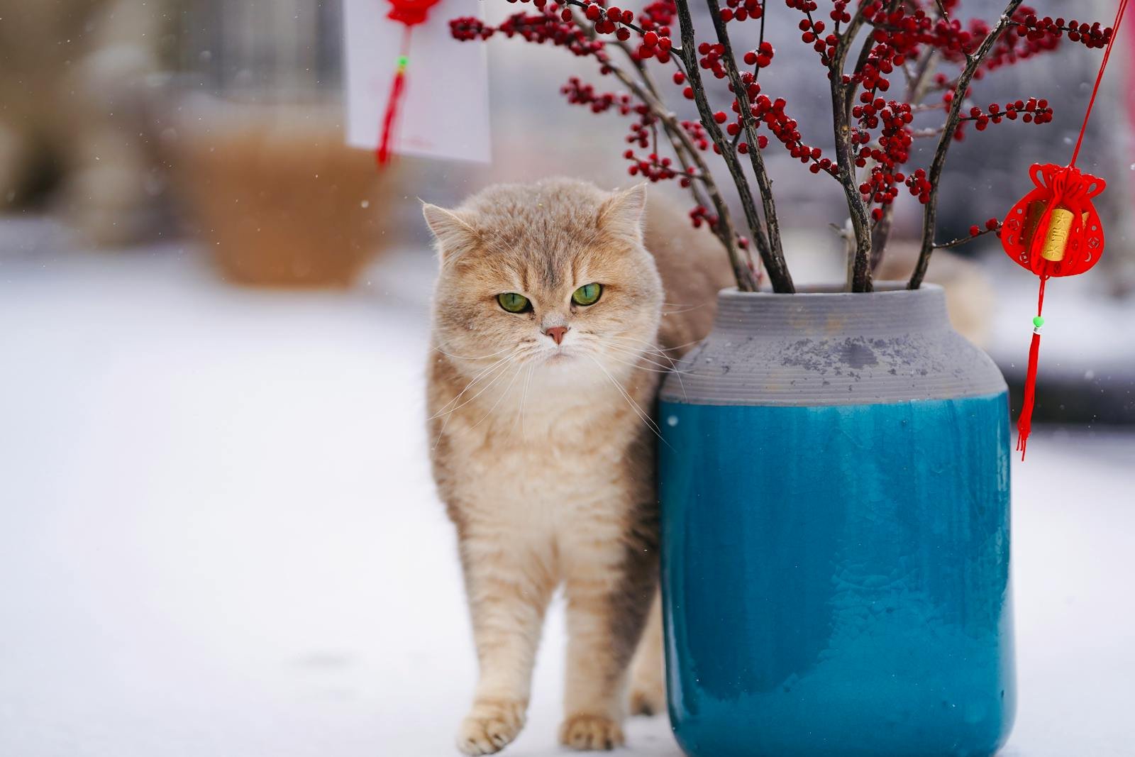 A cute tabby cat standing by a blue vase with red decorations on a snowy day.