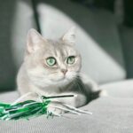 gray cat