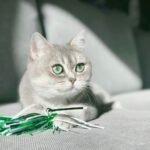 gray cat