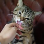 cat, pet, american snapshot'hare, animal, grooming