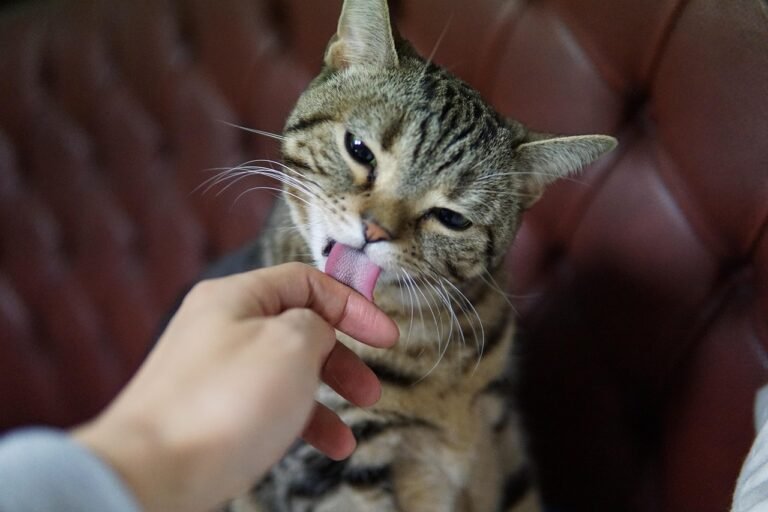 cat, pet, american snapshot'hare, animal, grooming