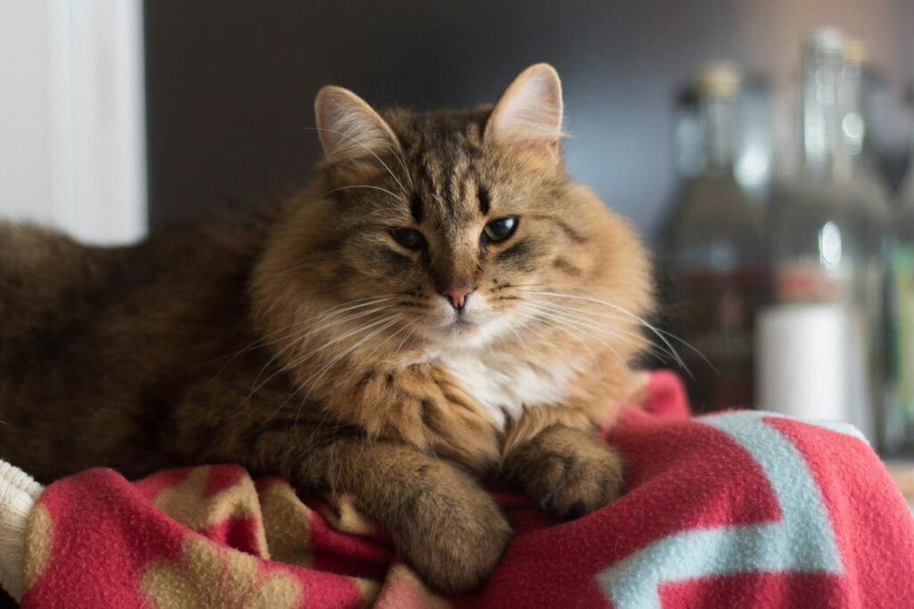 Close-up of a fluffy tabby cat resting on a red blanket indoors. Perfect for pet lovers.