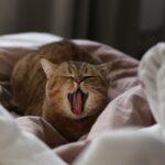 Prefers to Sleep