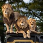Conservation Efforts