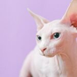 Close-up portrait of a sphynx cat against a soft violet background, showcasing its unique features.