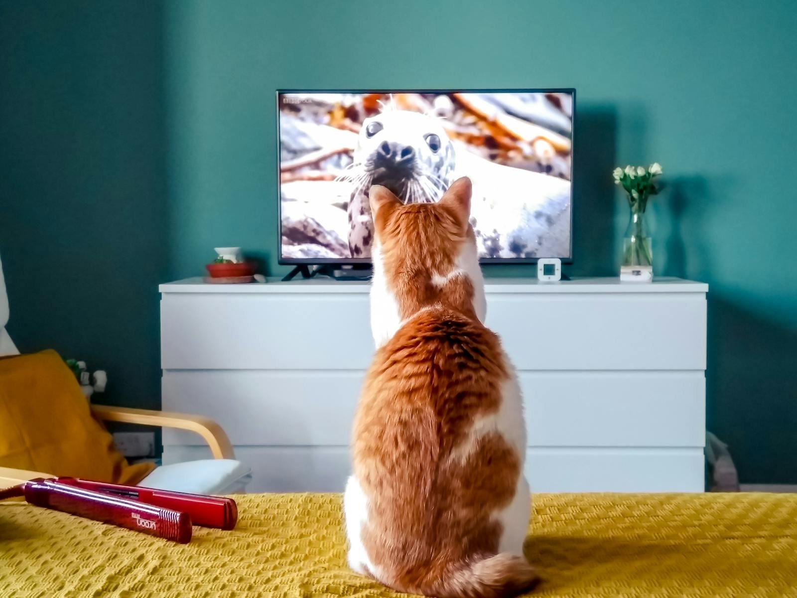 A ginger cat intently watches a wildlife program featuring seals on TV.