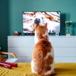 A ginger cat intently watches a wildlife program featuring seals on TV.